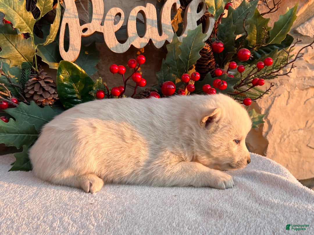 Pomsky dogs for sale: Frosty - Ad 3