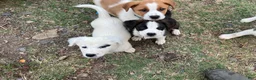 Mixed Breed dogs for sale: Mixed Breed Puppy #5 - Ad 16