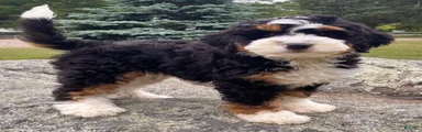🩵IN BOSTON MASSACHUSETTS AREA🩵TRADITIONAL TRI COLOR🩵MINI BERNEDOODLE🩵
