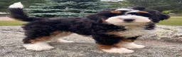 Mini Bernedoodle dogs for sale: 🩵IN BOSTON MASSACHUSETTS AREA🩵TRADITIONAL TRI COLOR🩵MINI BERNEDOODLE🩵 - Ad 1