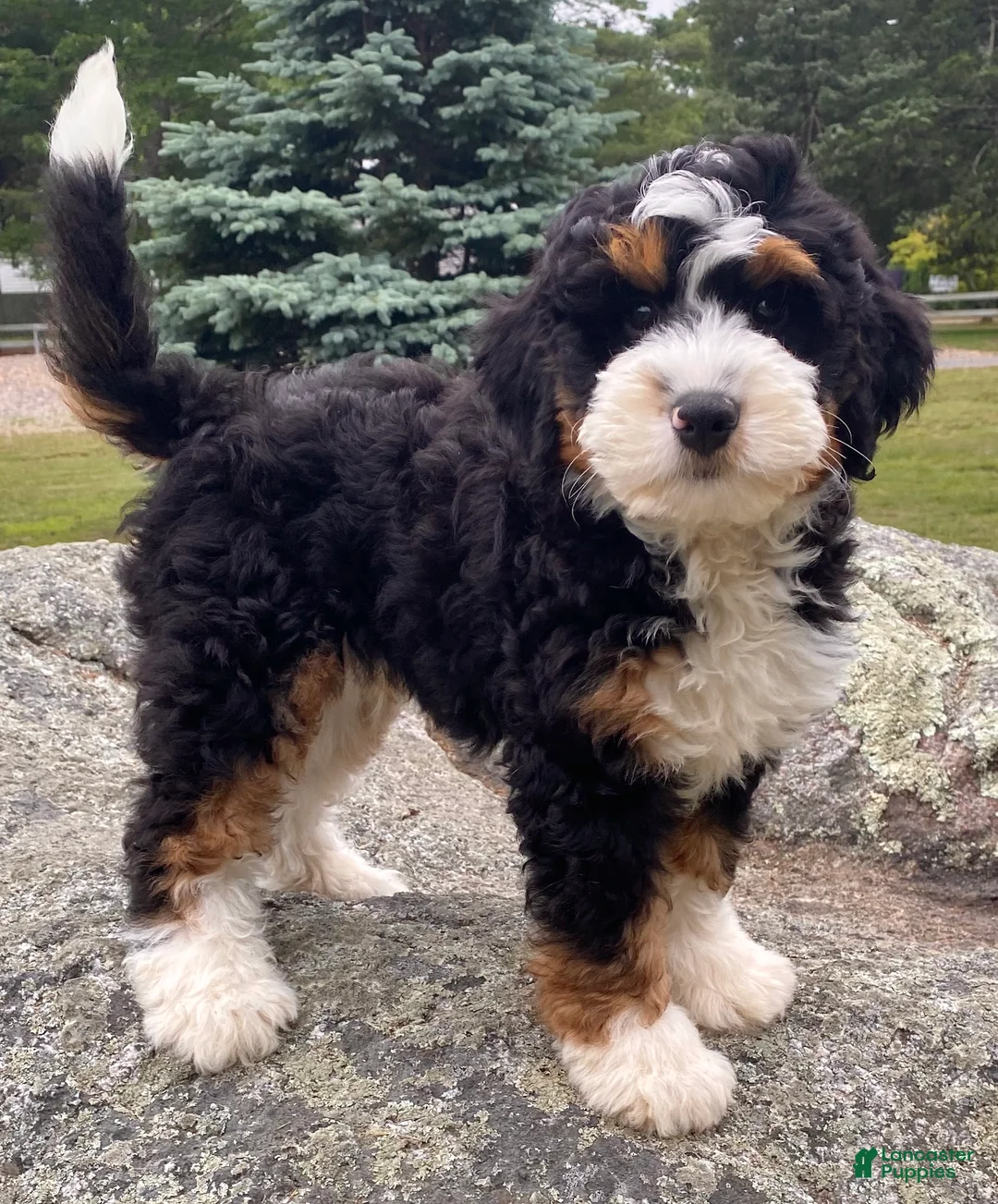 Mini Bernedoodle dogs for sale: 🩵IN BOSTON MASSACHUSETTS AREA🩵TRADITIONAL TRI COLOR🩵MINI BERNEDOODLE🩵 - Ad 1
