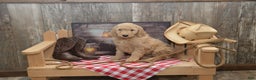 Goldendoodle dogs for sale: Rex - Ad 2