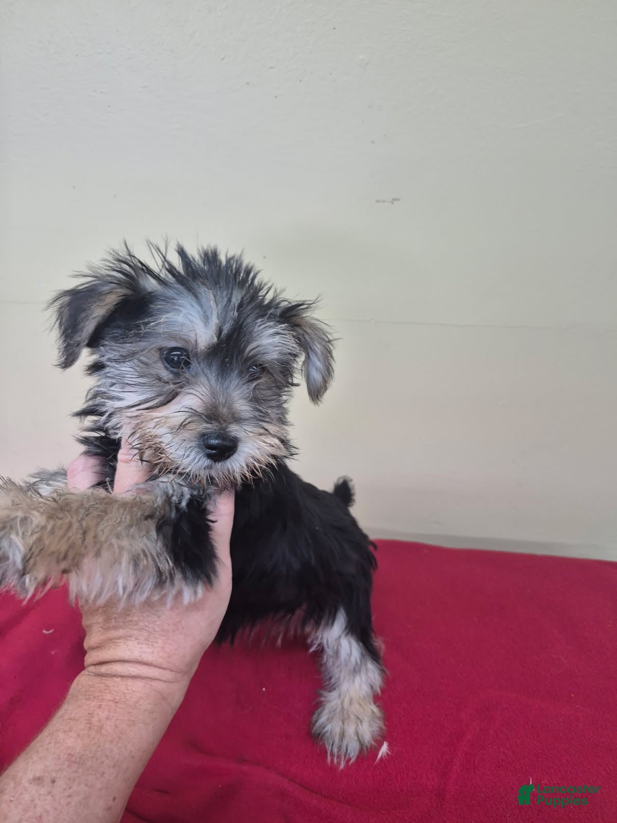 Mixed Breed dogs Girl 2 - Ad 1