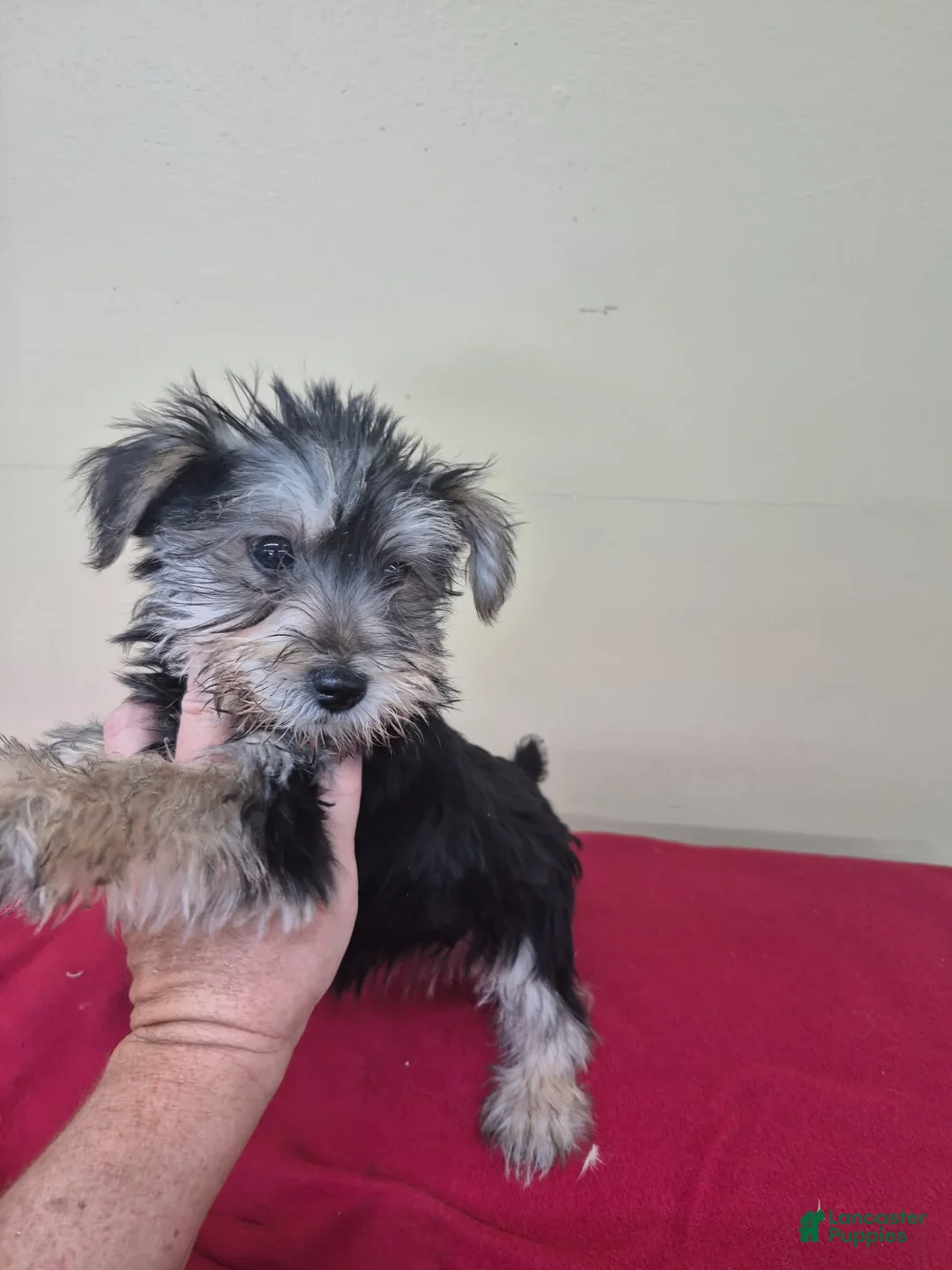 Mixed Breed dogs for sale: Girl 2 - Ad 1