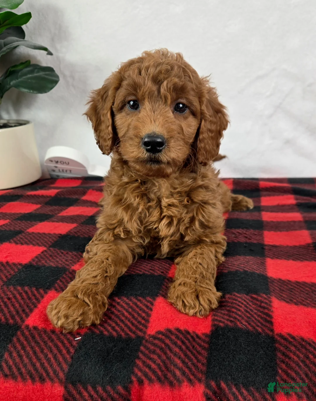 Mini Goldendoodle dogs for sale: Gabby - Ad 5