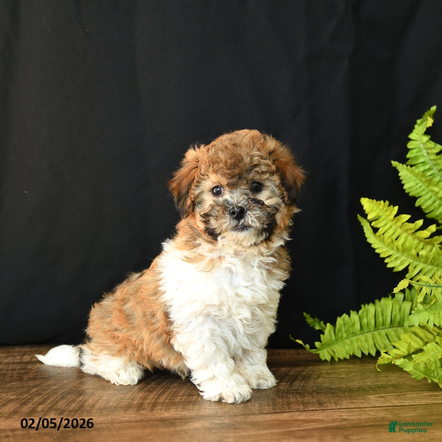 Mixed Breed dogs Cheddar - Ad 4