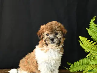 Mixed Breed dogs Cheddar - Ad 4