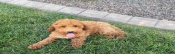 Cockapoo dogs for sale: Sam - Ad 5