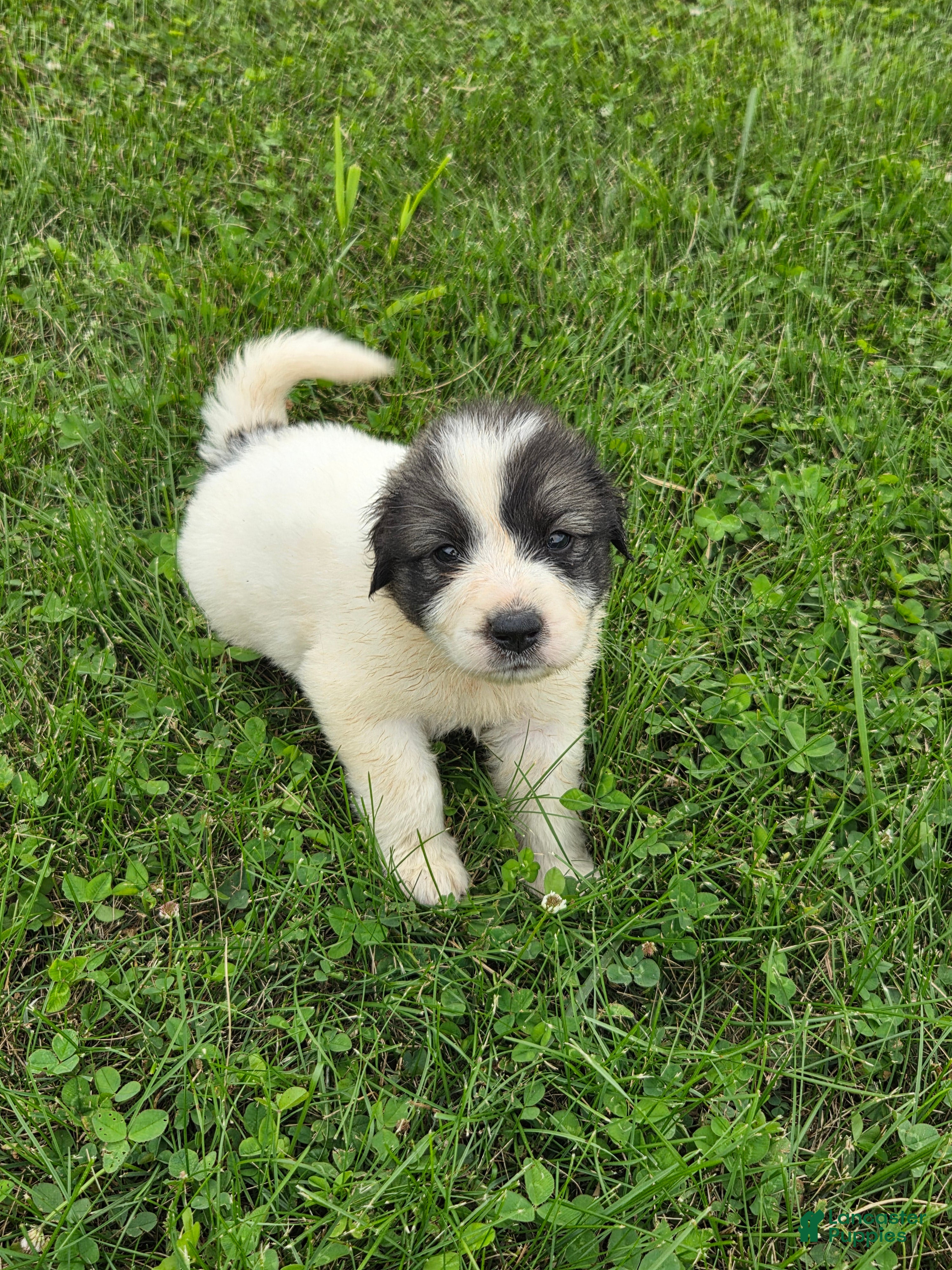 Great Pyrenees dogs Cupid - Ad 2