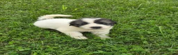 Great Pyrenees dogs for sale: Cupid - Ad 2