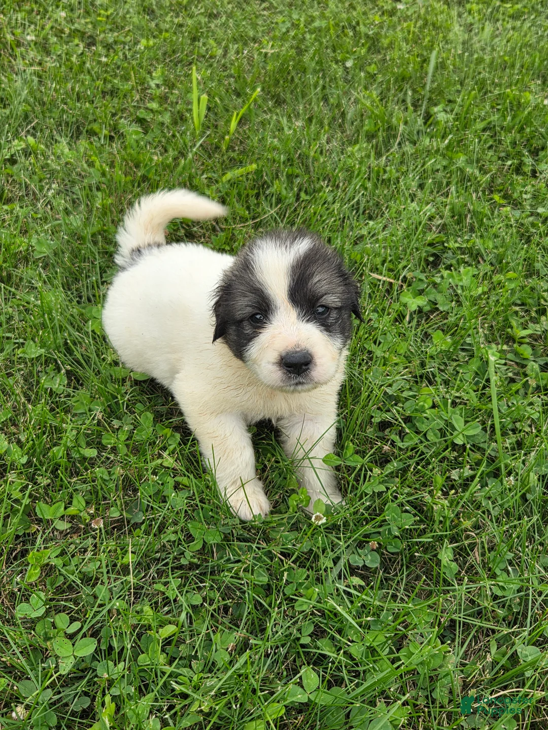 Great Pyrenees dogs for sale: Cupid - Ad 2