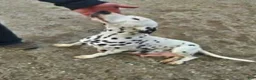 Dalmatian dogs for sale: Dalmatian Puppy 1 - Ad 2