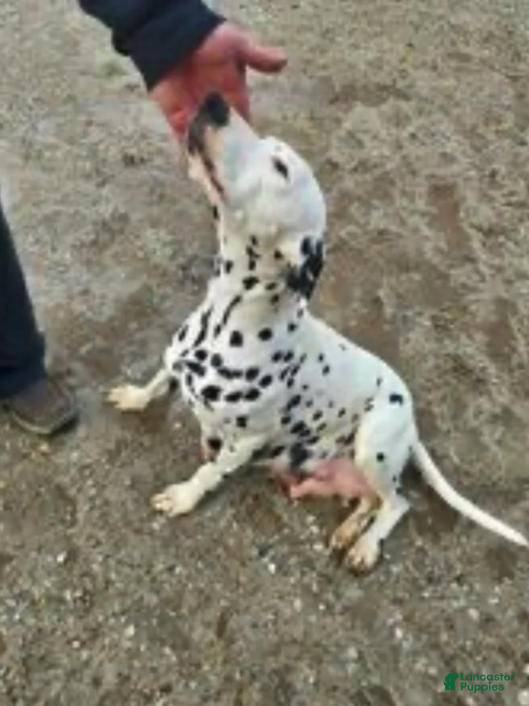 Dalmatian dogs for sale: Dalmatian Puppy 1 - Ad 2