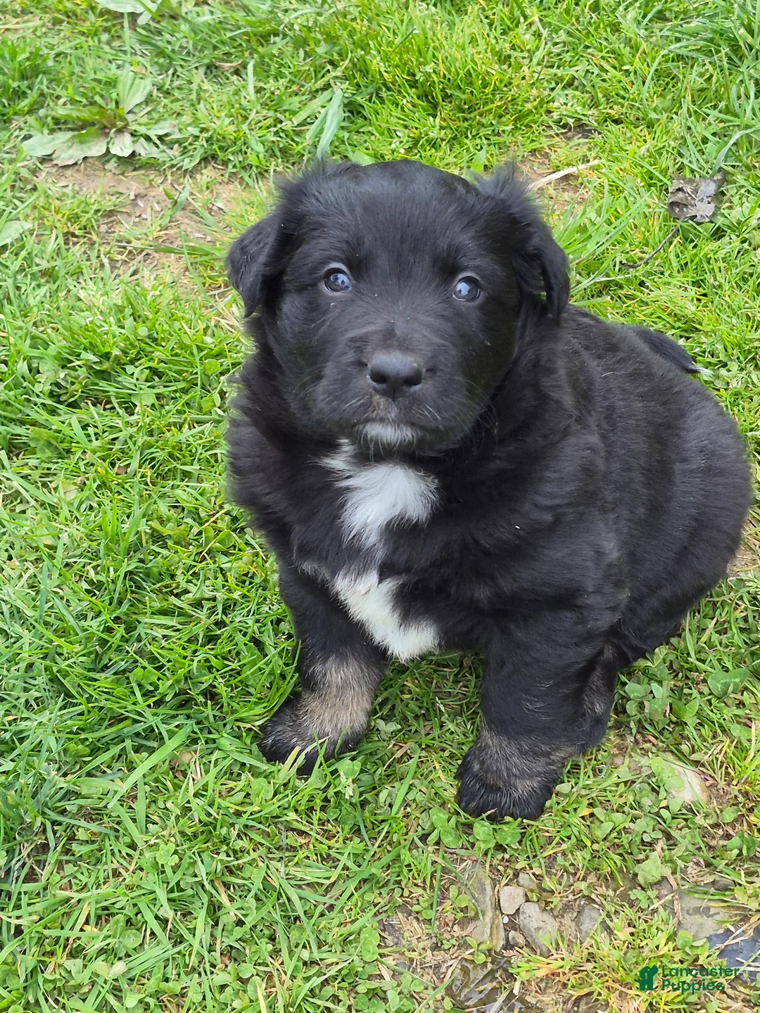 Australian Shepherd dogs for sale: Australian Shepherd Puppy 3 - Ad 2