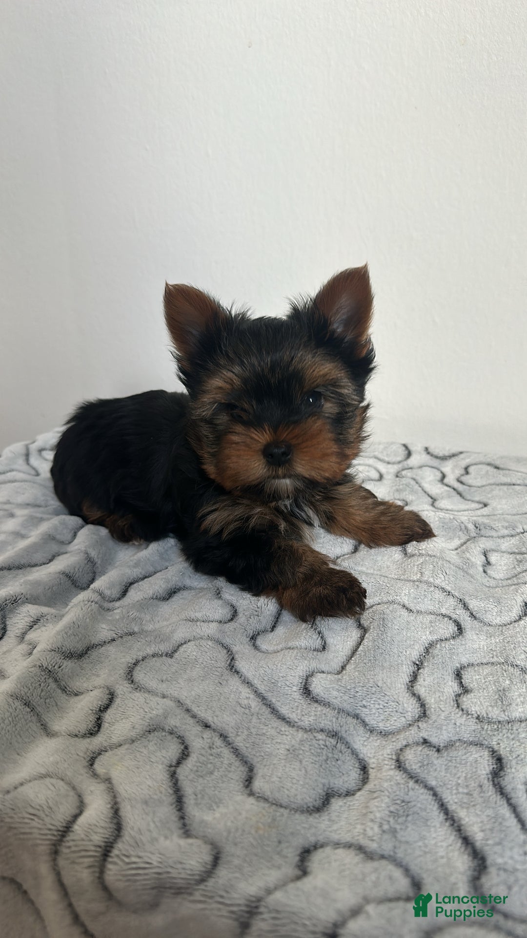 Yorkshire Terrier dogs for sale: Teddy - Ad 3
