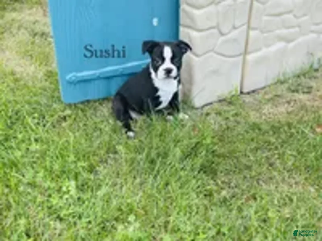 Boston Terrier dogs for sale: Sushi - Ad 2