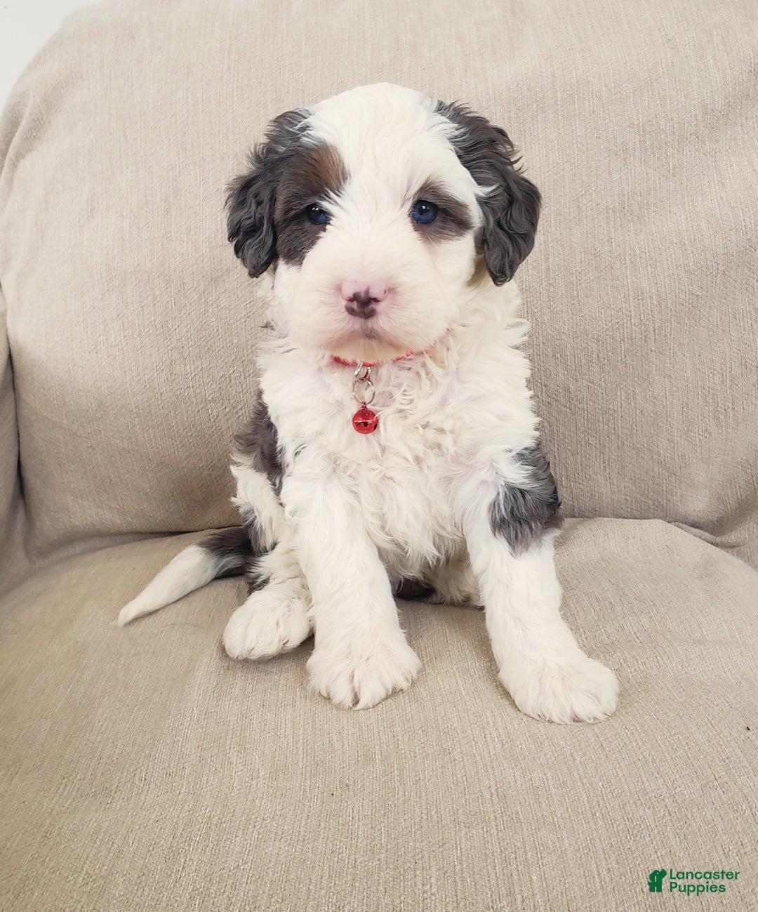 Mini Bernedoodle dogs for sale: Duke - Ad 2