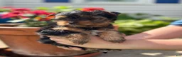 Mixed Breed dogs for sale: Mixed Breed Puppy 1 - Ad 3