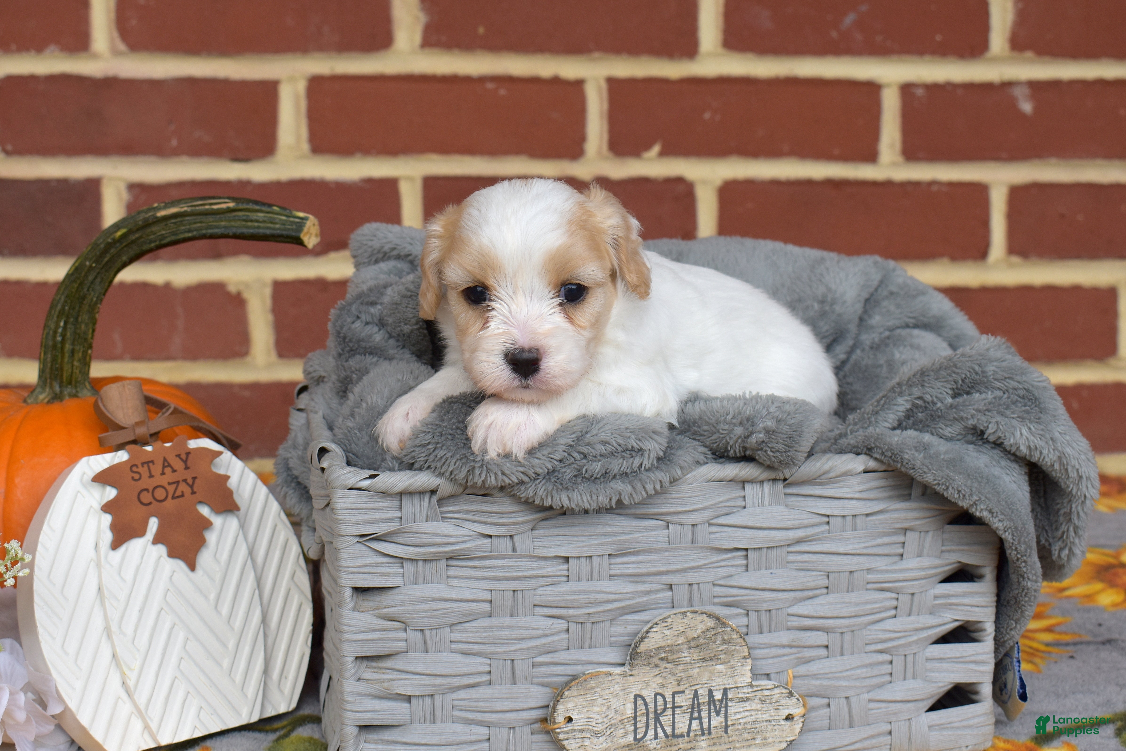 Cavachon dogs London - Ad 2