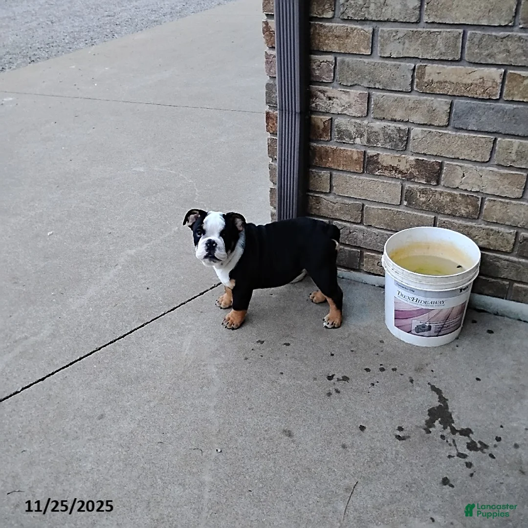 English Bulldog dogs for sale: Reuben - Ad 13