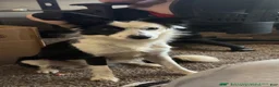 Border Collie dogs for sale: Border Collie 3 - Ad 7