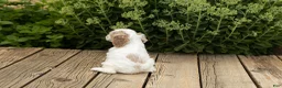 Cocker Spaniel dogs for sale: Freckles  - Ad 5