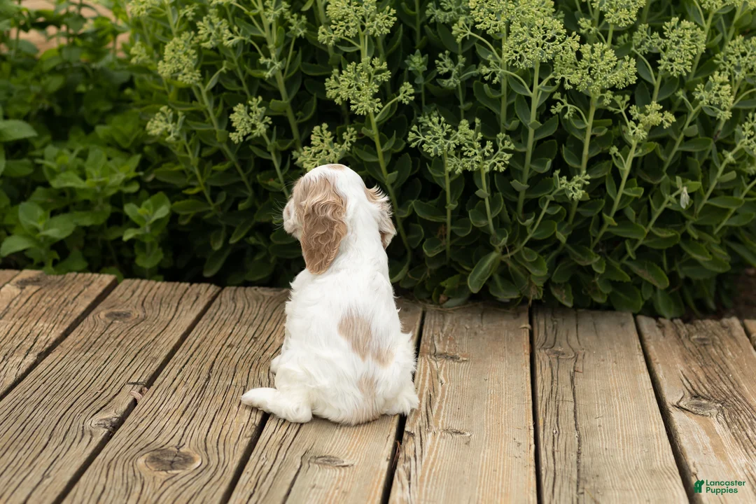 Cocker Spaniel dogs for sale: Freckles  - Ad 5