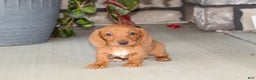Dachshund dogs for sale: Sasha - Genetic Tested Parents - Ad 9