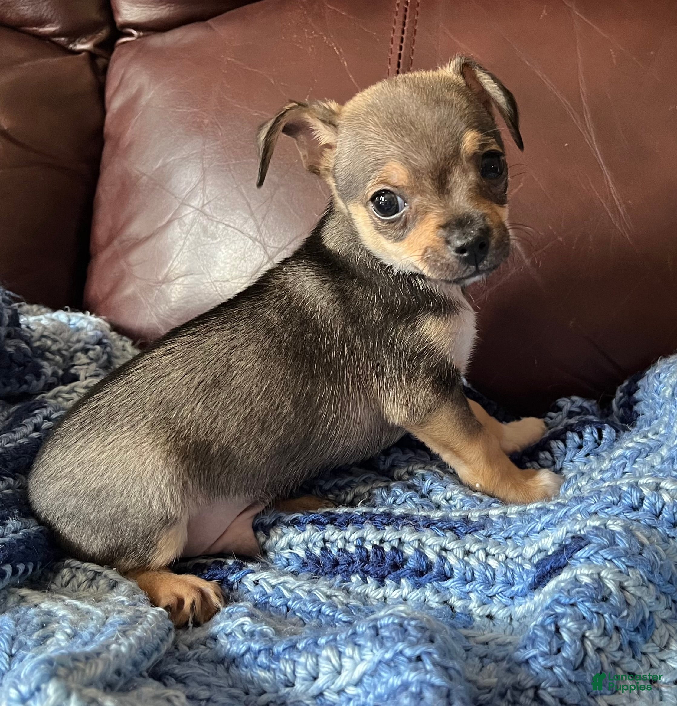 Chiweenie