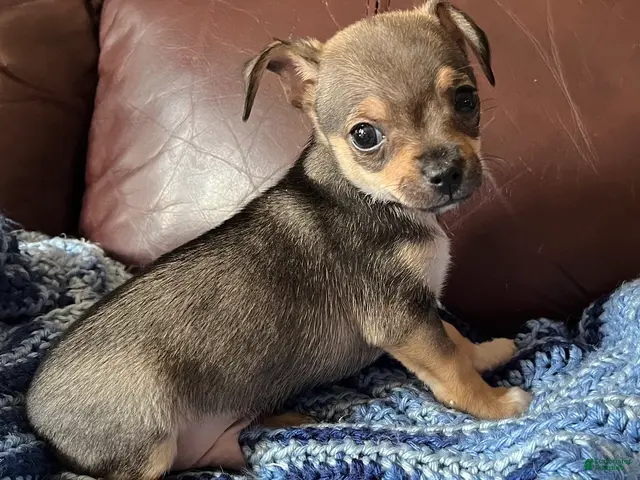 Chiweenie dogs for sale: Chiweenie 4 - Ad 1