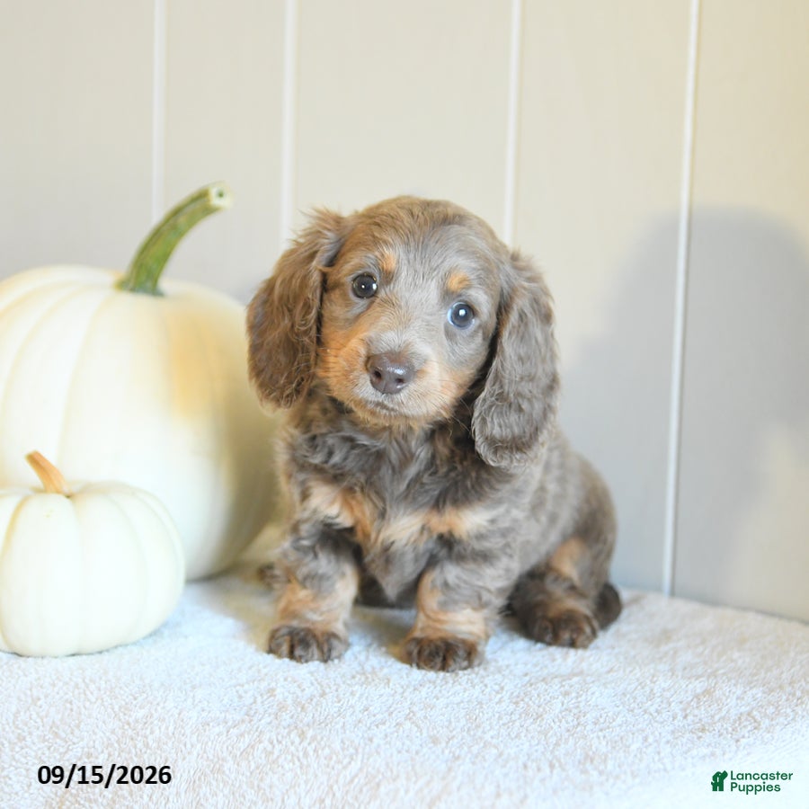 Miniature Dachshund dogs Chloe - Ad 2