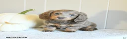 Miniature Dachshund dogs for sale: Chloe - Ad 2