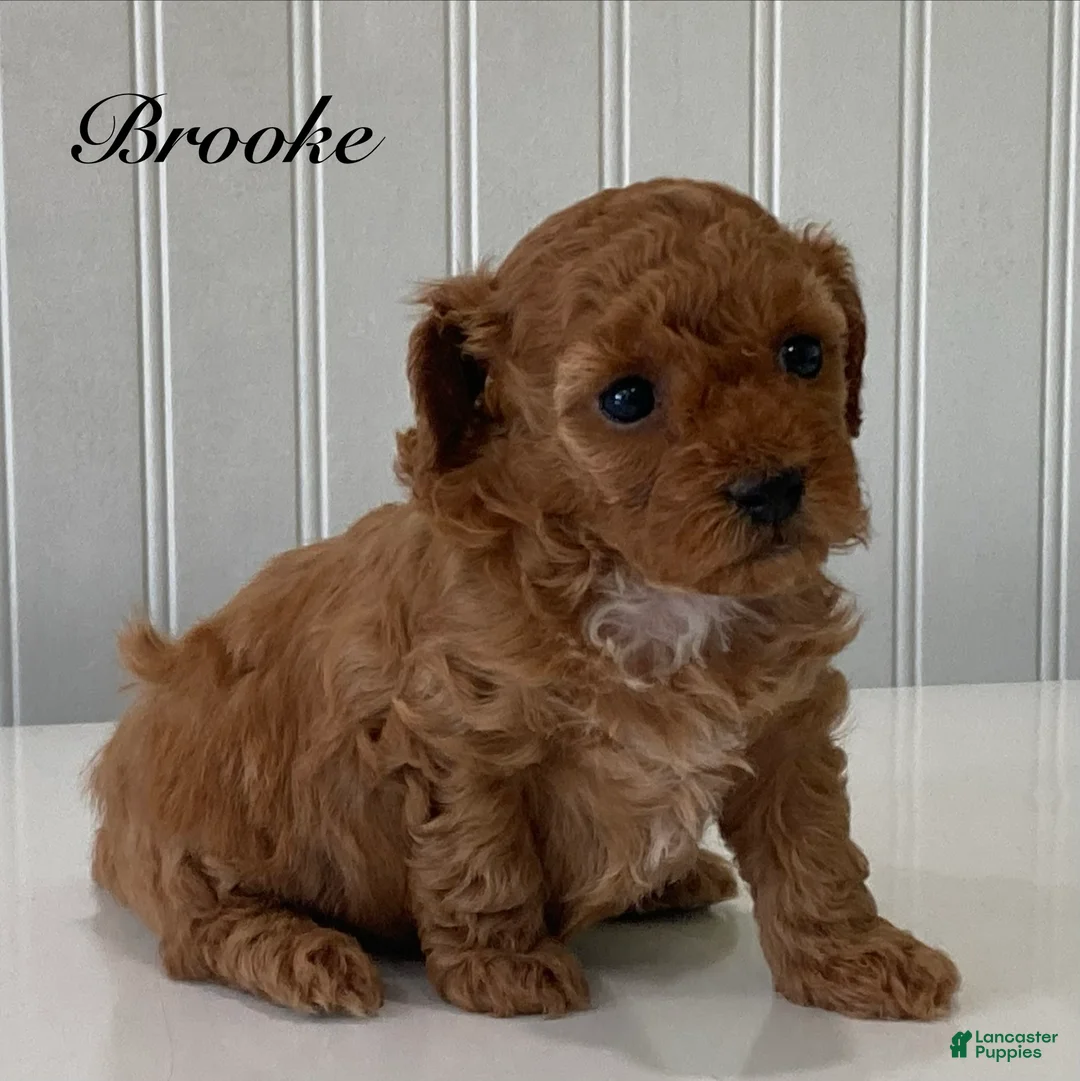 Toy Poodle dogs for sale: Brooke - Ad 2