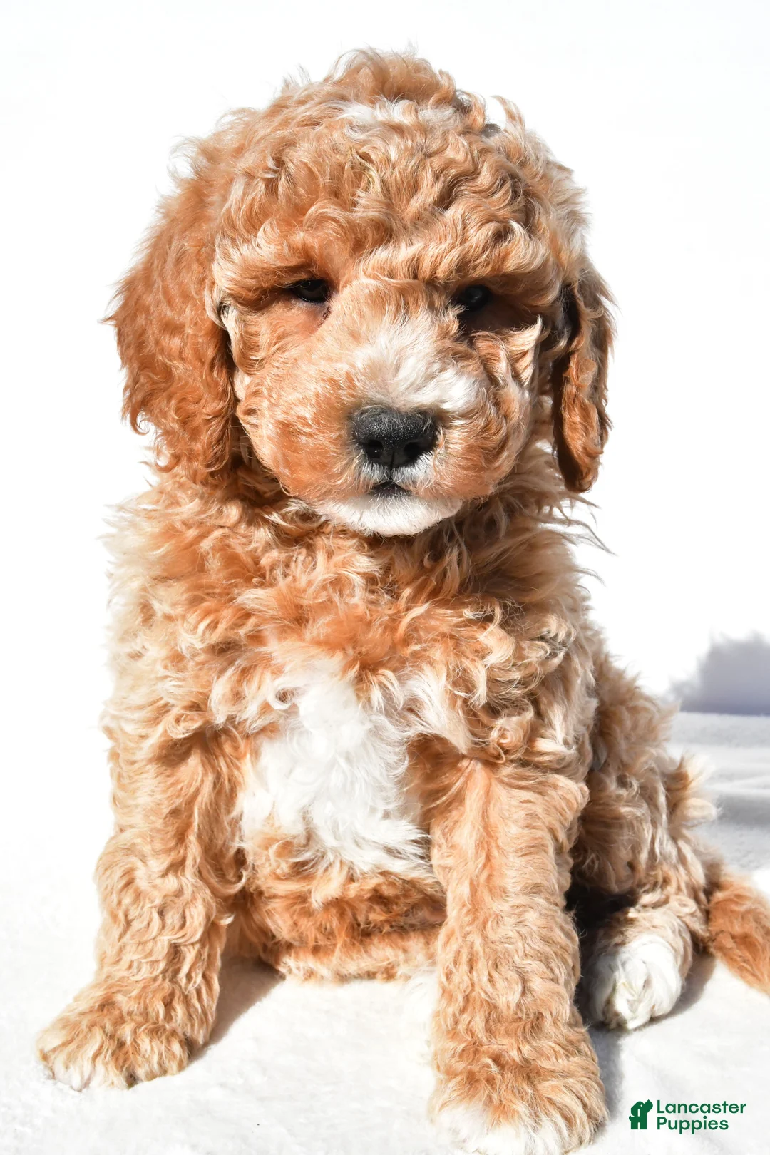 Mini Goldendoodle dogs for sale: Justin - Ad 2