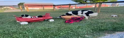 Newfoundland dogs for sale: Midnight❤️AKC Genetic Health Tested❤️Schedule a playdate - Ad 7