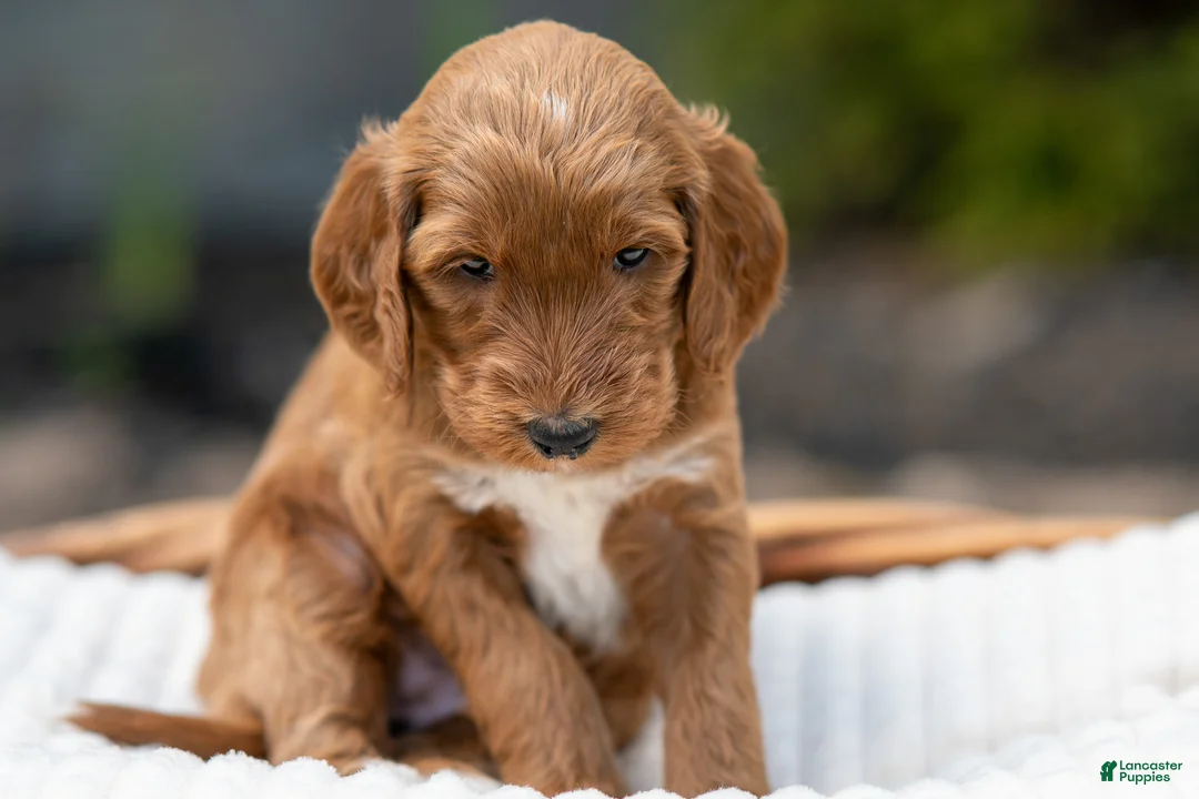 Irish Doodle dogs for sale: Light Blue Collar - “Emma” - Ad 1