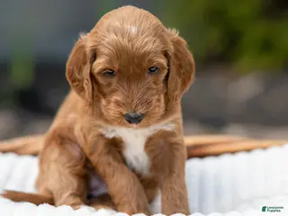 Irish Doodle dogs for sale: Light Blue Collar - “Emma” - Ad 2
