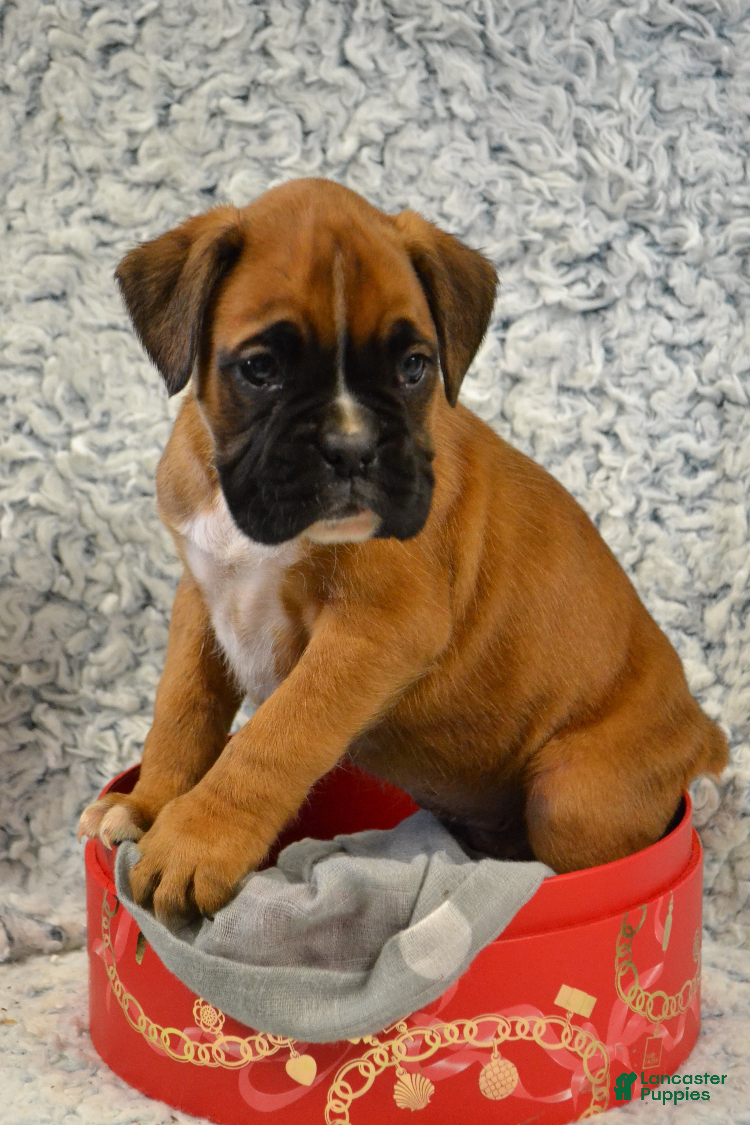 Boxer dogs Remi - Ad 13