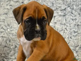 Boxer dogs Remi - Ad 31