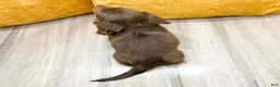 Miniature Dachshund dogs for sale: Latte - Ad 5