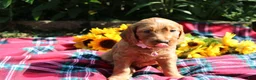 Mixed Breed dogs for sale: Posey - Irish Goldendoodle  - Ad 27