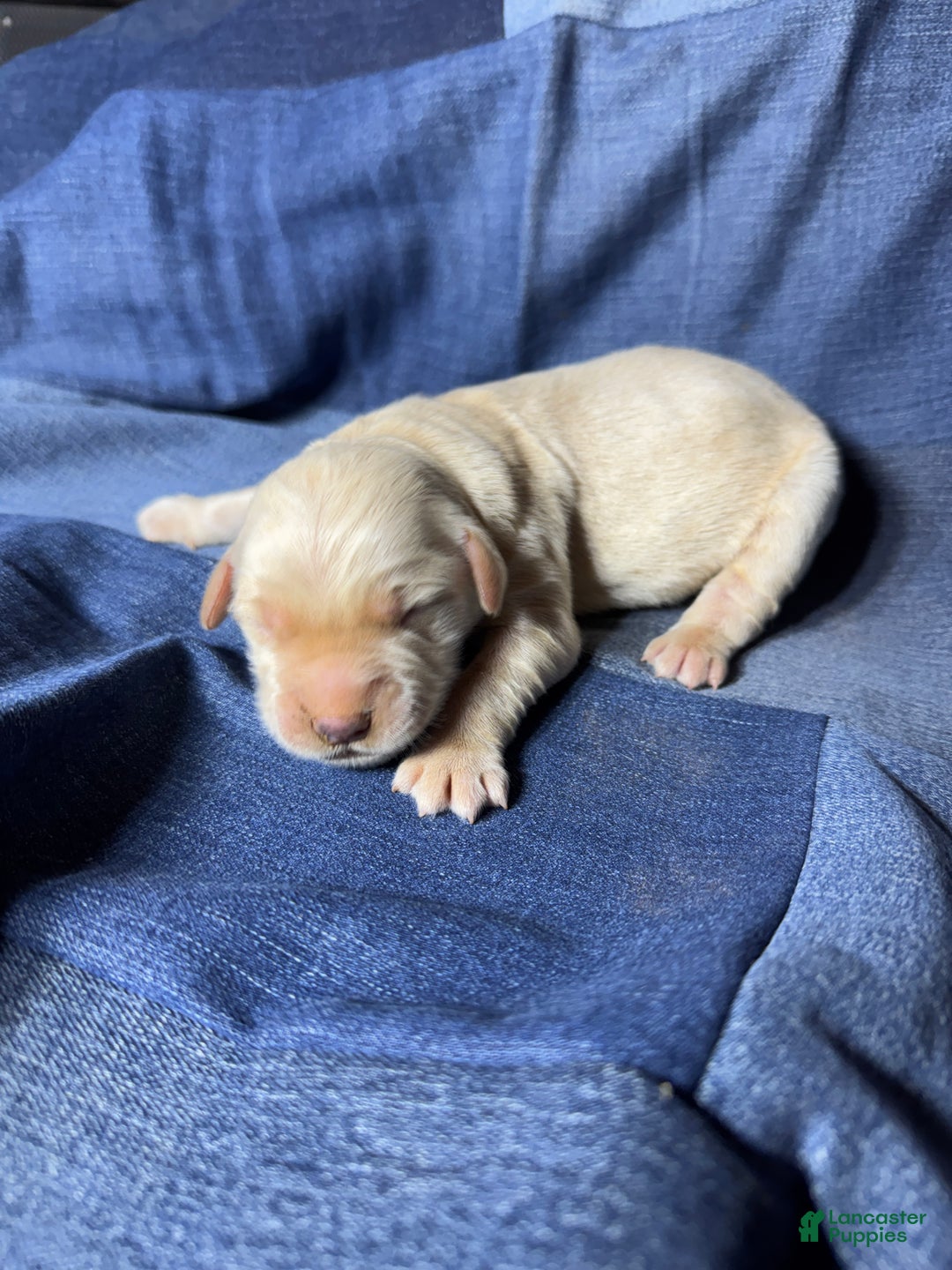 Golden Retriever dogs for sale: Indi - AKC, Genetically Clear - Ad 1