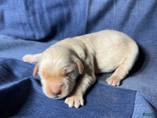 Golden Retriever dogs Indi - AKC, Genetically Clear - Ad 9