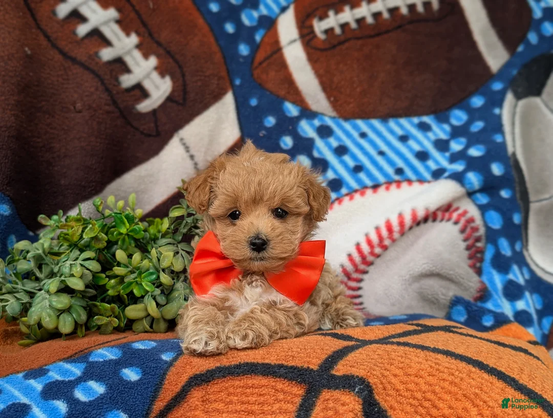 Maltipoo dogs for sale: Sailor 6 lbs full grown - Ad 5
