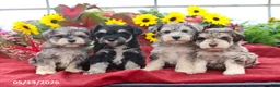 Miniature Schnauzer dogs for sale: Griffin - Ad 5