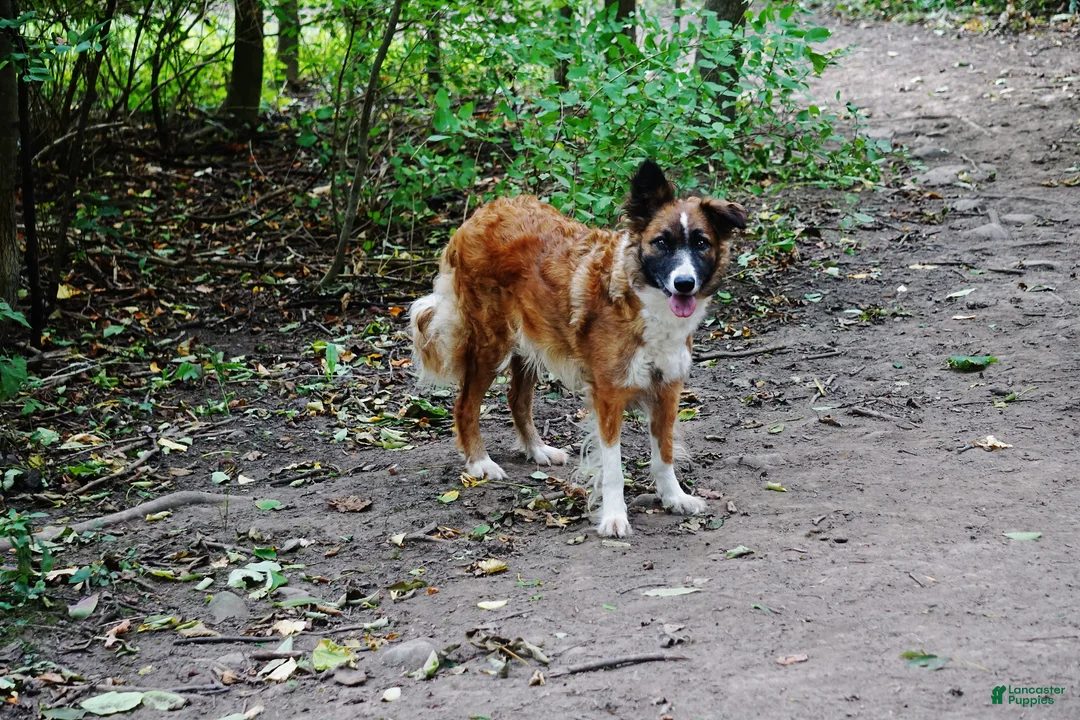 Border Collie dogs for sale: BANE - Ad 4