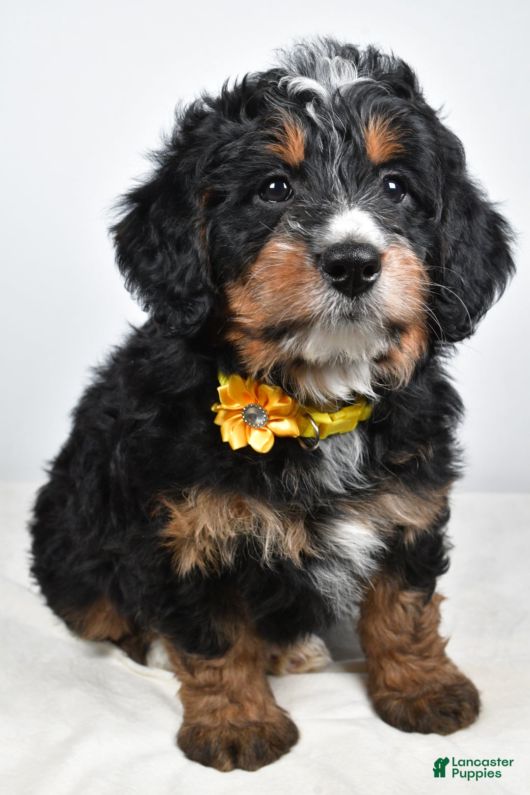 Mini Bernedoodle dogs for sale: Cloe - Ad 7