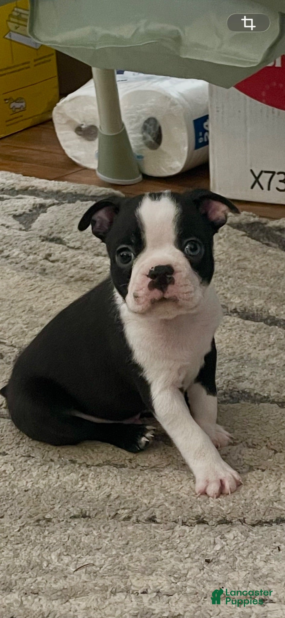 Boston Terrier dogs Duncan - Ad 31