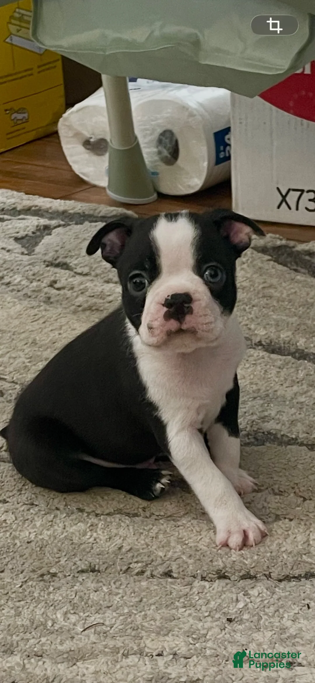 Boston Terrier dogs for sale: Pending - Duncan - Ad 1