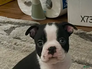 Boston Terrier dogs Pending - Duncan - Ad 11